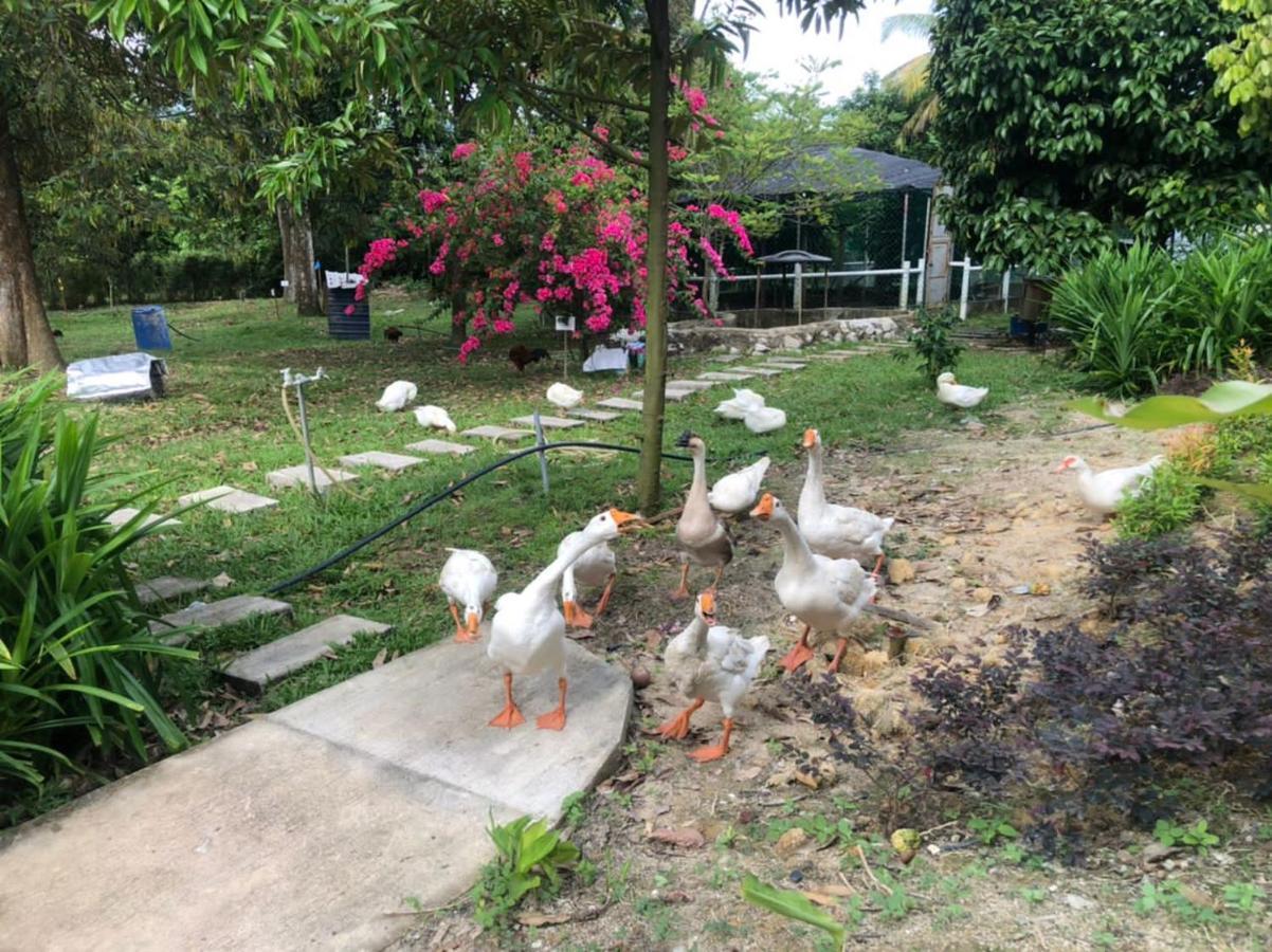 Durian Ecolodge Tampin Eksteriør bilde